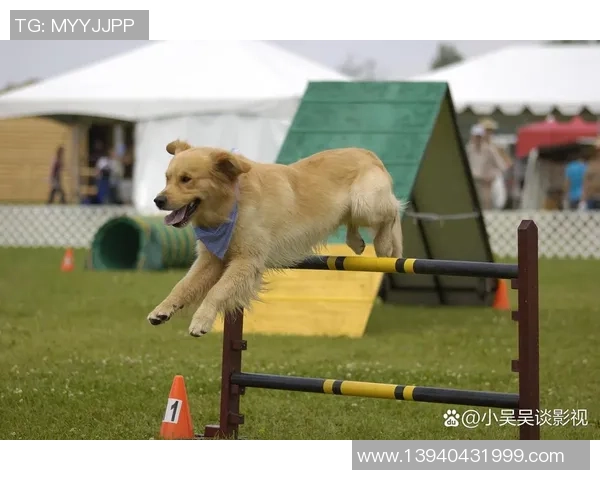 足球逗狗趣味互动让宠物与主人共享快乐时光的奇妙体验