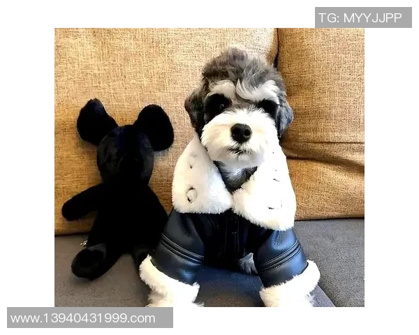 足球雪纳瑞的魅力与训练技巧探秘，助你成为球场上的明星